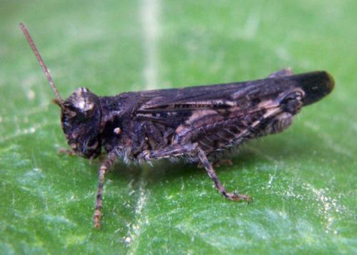 Réf. 32 936 : Acrotylus fischeri