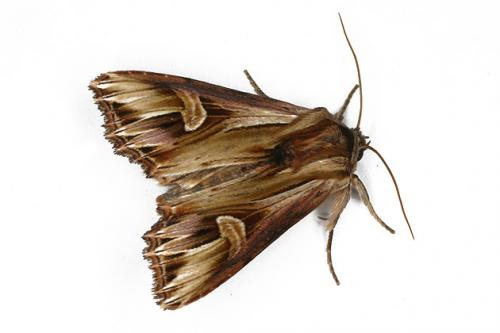 Actinotia polyodon