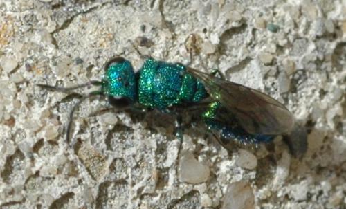 Trichrysis cyanea