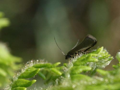 Réf. 32 078 : Glyphipterix fuscoviridella