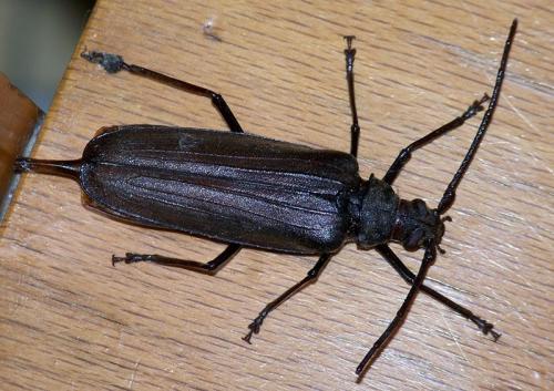 Réf. 32 228 : Aegosoma scabricorne