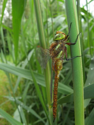 Aeshna isoceles