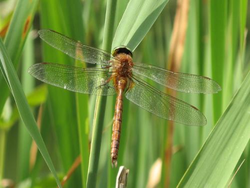 Aeshna isoceles