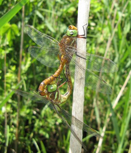 Aeshna isoceles