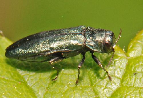 Agrilus sp.