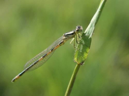 Réf. 32 542 : Coenagrion scitulum