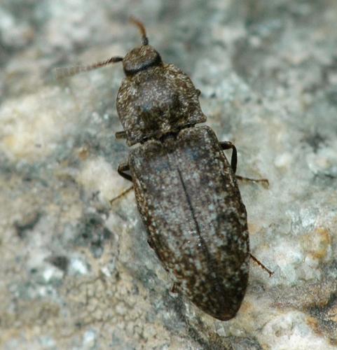 Agrypnus murinus
