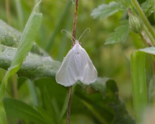 Lithostege duponcheli