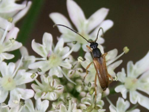 Réf. 32 725 : Alosterna tabacicolor