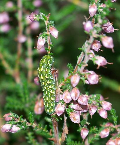 Réf. 32 798 : Anarta myrtilli