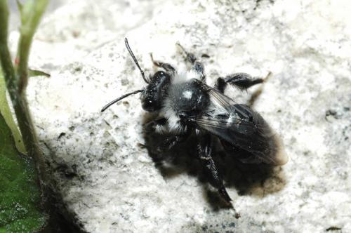 Réf. 32 664 : Andrena sp.