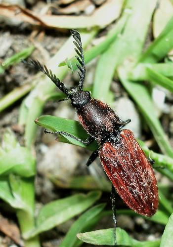 Réf. 32 842 : Anostirus gracilicollis