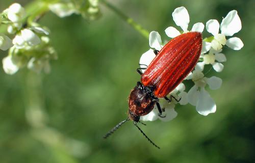 Réf. 32 843 : Anostirus gracilicollis