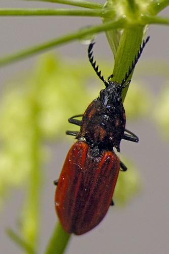 Réf. 32 844 : Anostirus gracilicollis