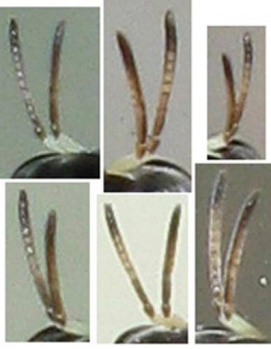Rhopalum sp.