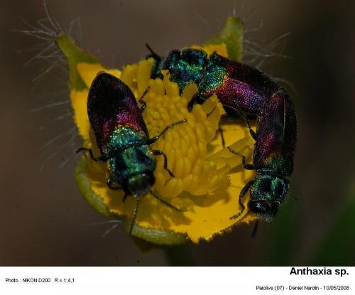 Anthaxia salicis