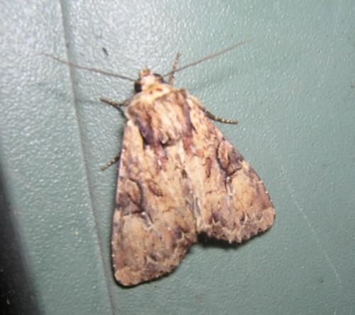 Réf. 32 900 : Apamea epomidion