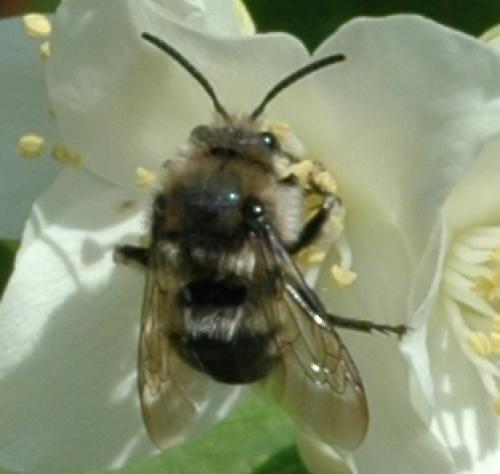 Melecta sp.