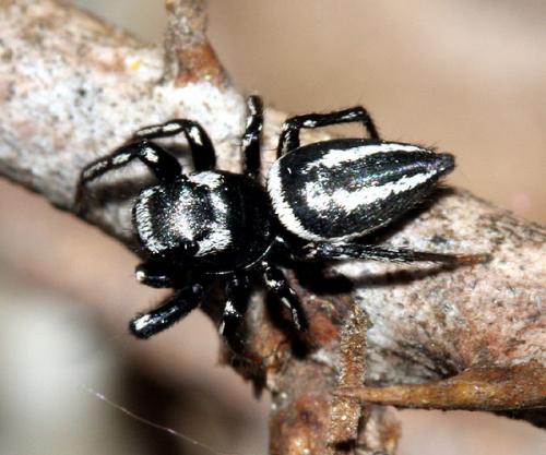 Réf. 32 983 : Heliophanus melinus