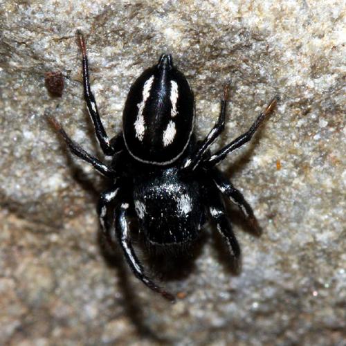 Réf. 32 984 : Heliophanus melinus