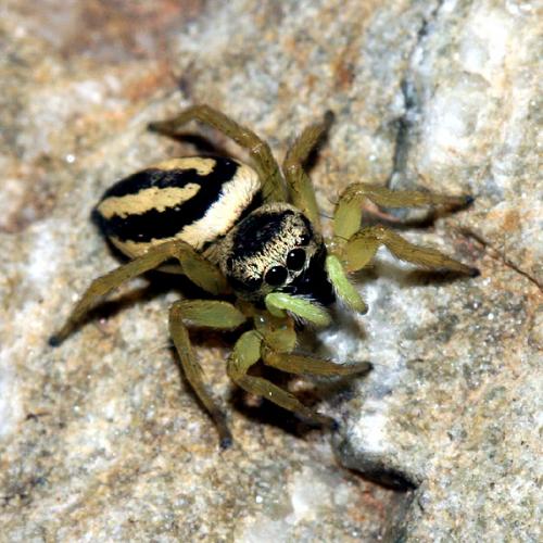 Réf. 32 986 : Heliophanus melinus