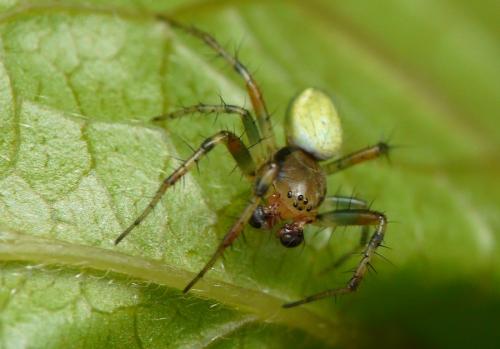 Araniella sp.