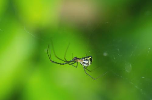 Neriene radiata
