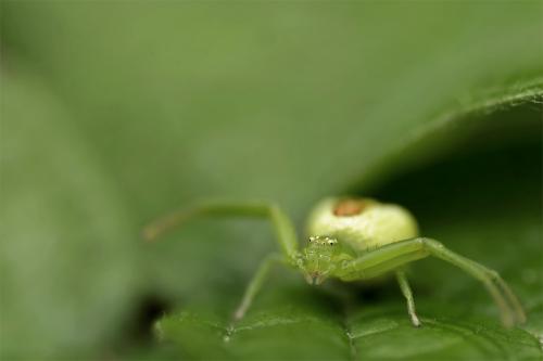 Ebrechtella tricuspidata