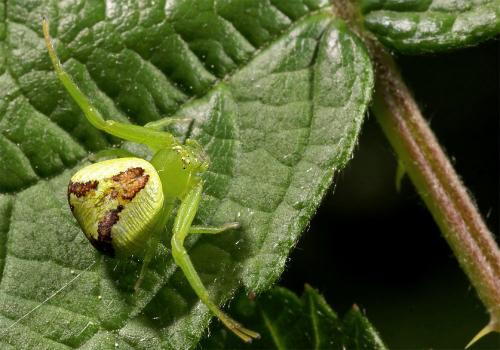 Réf. 32 593 : Ebrechtella tricuspidata