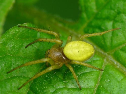 Araniella sp.