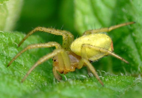 Araniella sp.