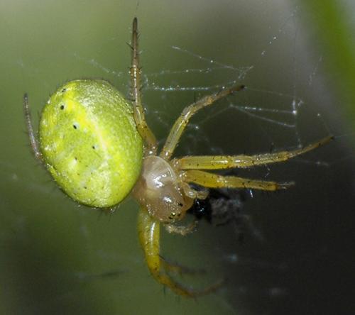 Araniella sp.