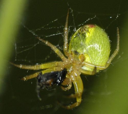 Araniella sp.