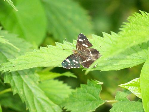 Araschnia levana