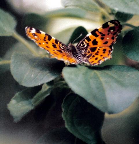 Araschnia levana