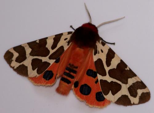 Arctia caja