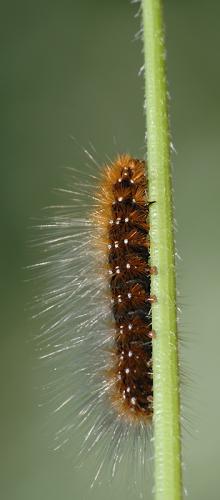 Arctia caja