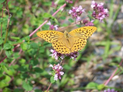 Réf. 32 230 : Argynnis paphia