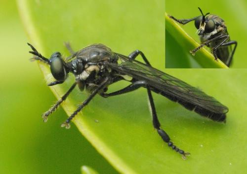 Dioctria sp.