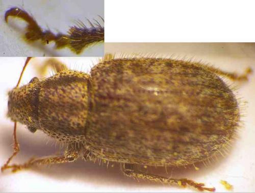 Strophomorphus porcellus