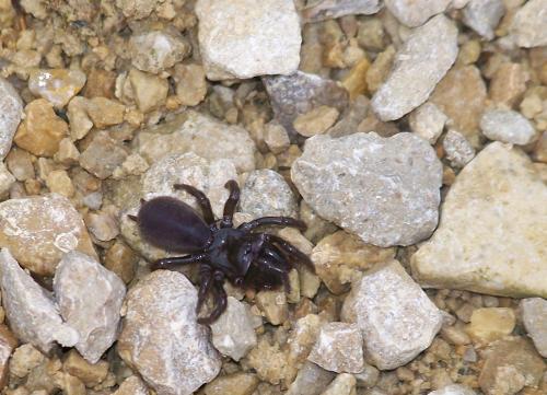 Atypus affinis