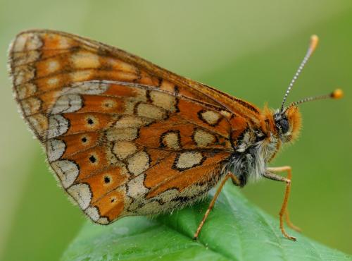 Réf. 32 667 : Euphydryas aurinia