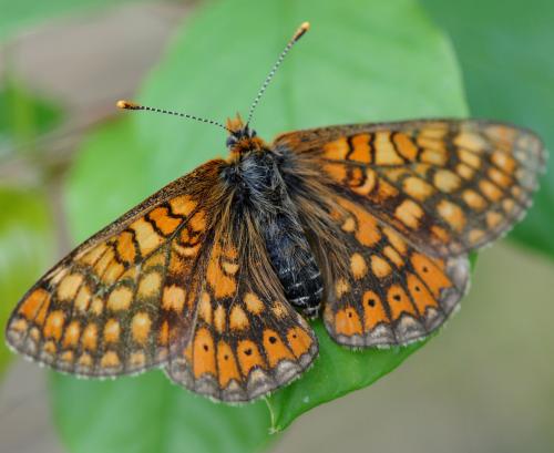 Réf. 32 666 : Euphydryas aurinia