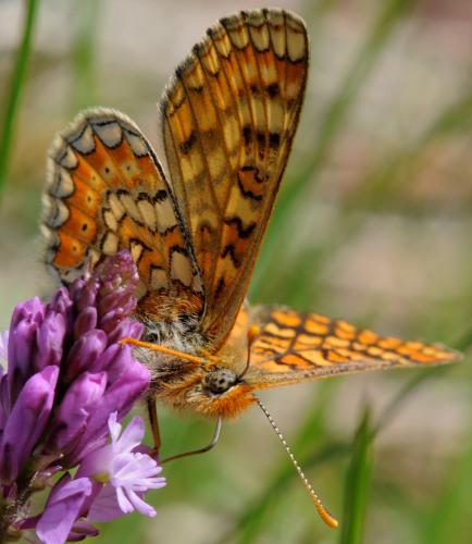 Réf. 32 668 : Euphydryas aurinia