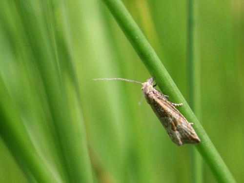 Réf. 32 515 : Bactra lancealana