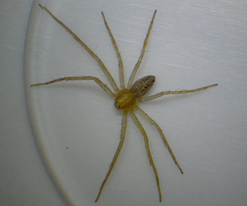 Philodromus sp.