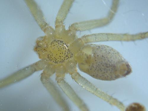 Philodromus sp.