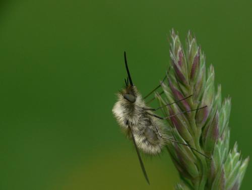 Réf. 32 217 : Bombylius trichurus