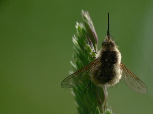 Réf. 32 218 : Bombylius trichurus