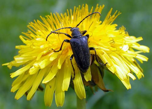 Brachyta interrogationis